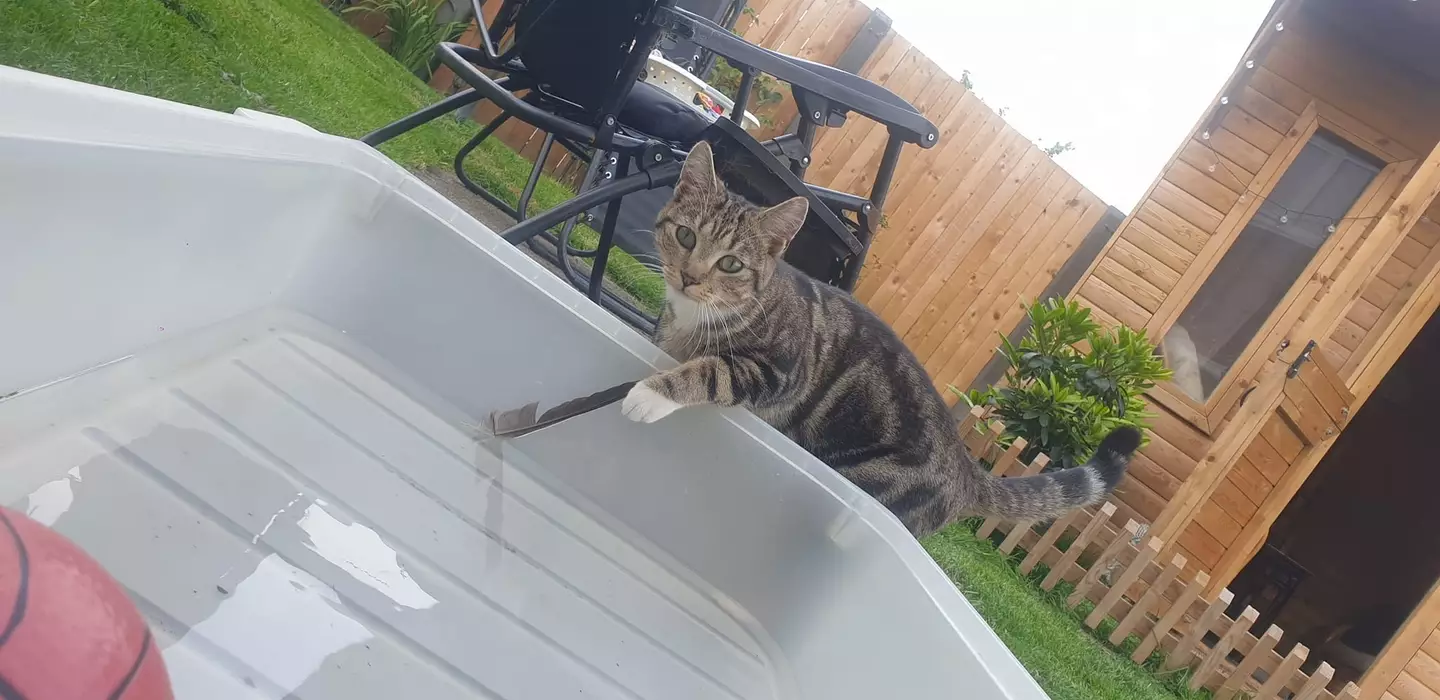 Natasha has lost two cats, Cash and Narla, to a suspected poisoning.