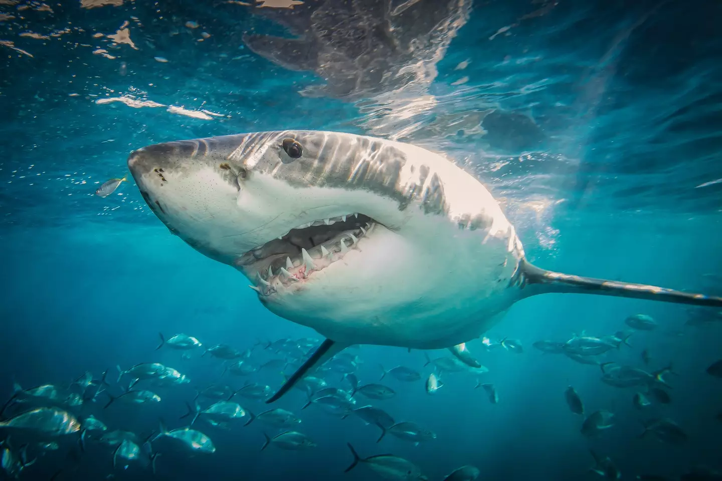 The tragic death of Simon Nellist marks Sydney's first fatal shark attack in 59 years.