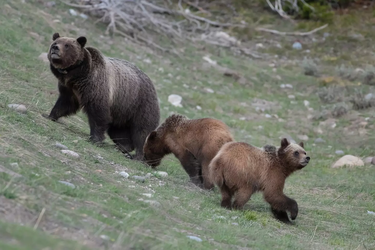 Some have suggested that it may have been a mother bear protecting her cubs (Getty Stock)