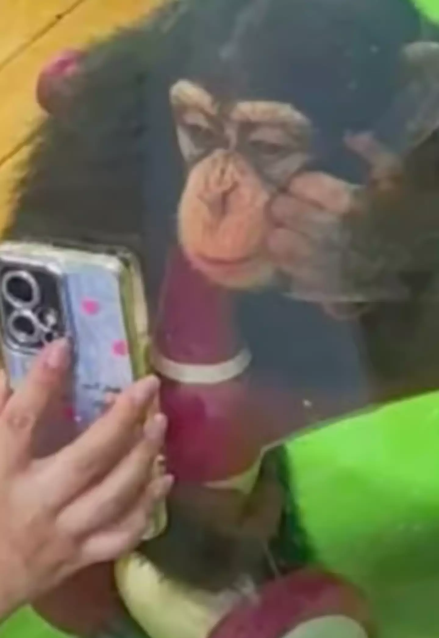 People were amused at the chimp's human-like stances while looking at phones (Douyin)