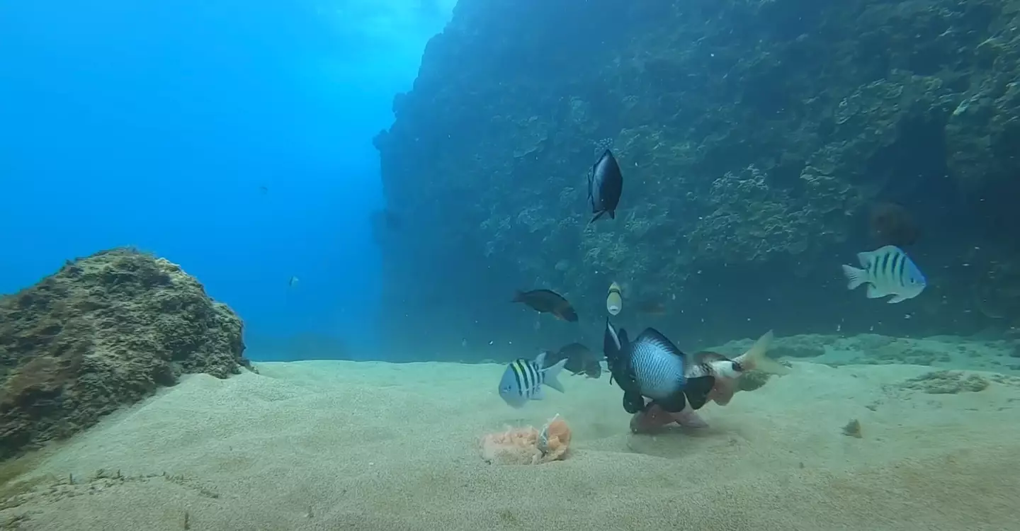 The piece of salmon was taken straight from the supermarket shelf and put back in the sea. (YouTube/AceUnderwater)