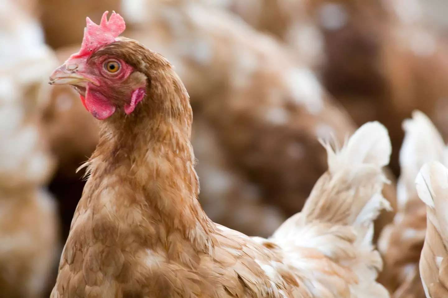 Chicken could soon become as expensive as beef.