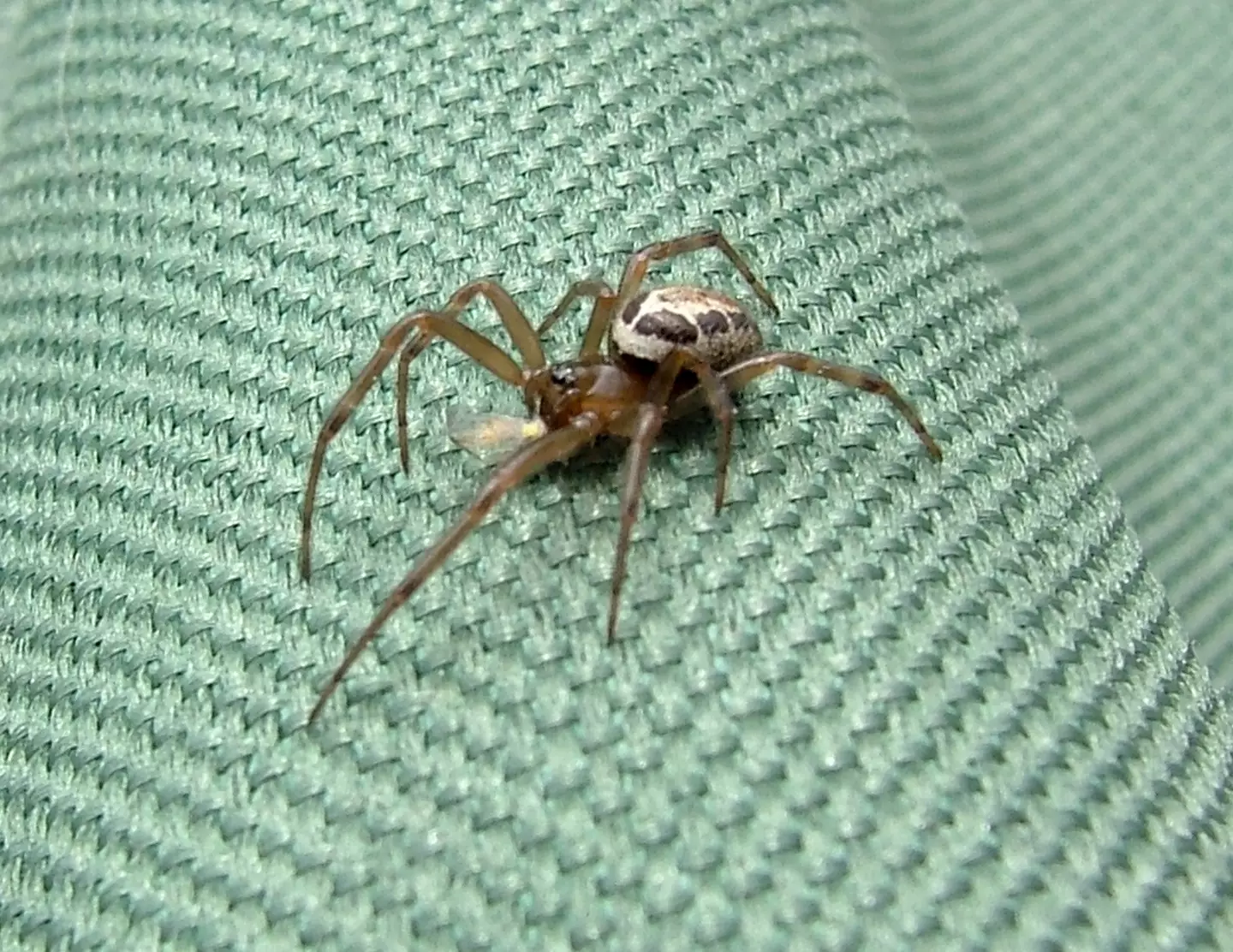 A false widow is supposedly Britain's most dangerous spider (Pen News)