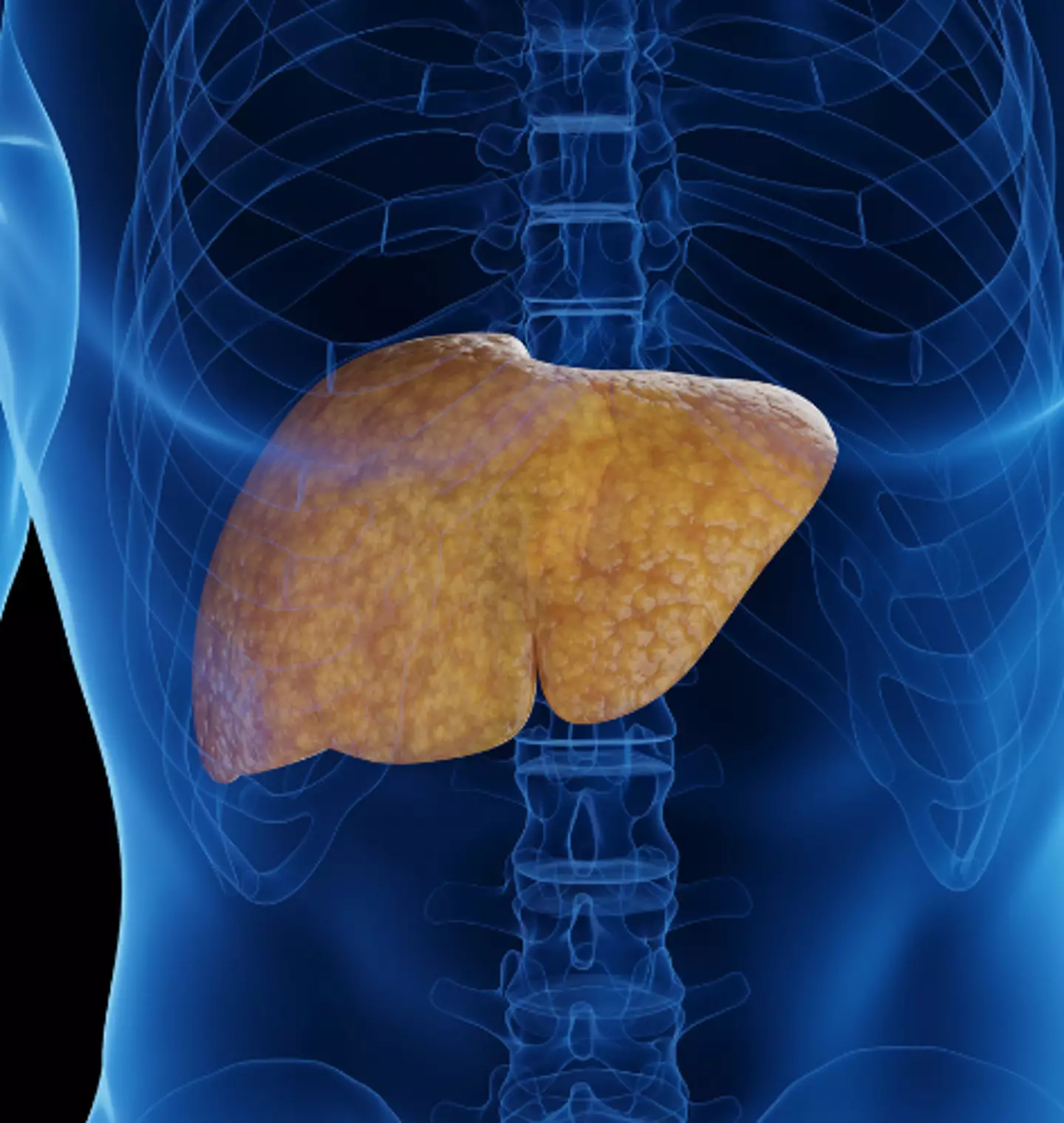 Your liver could repair itself from alcohol abuse quicker than you think. (Getty Stock Images)
