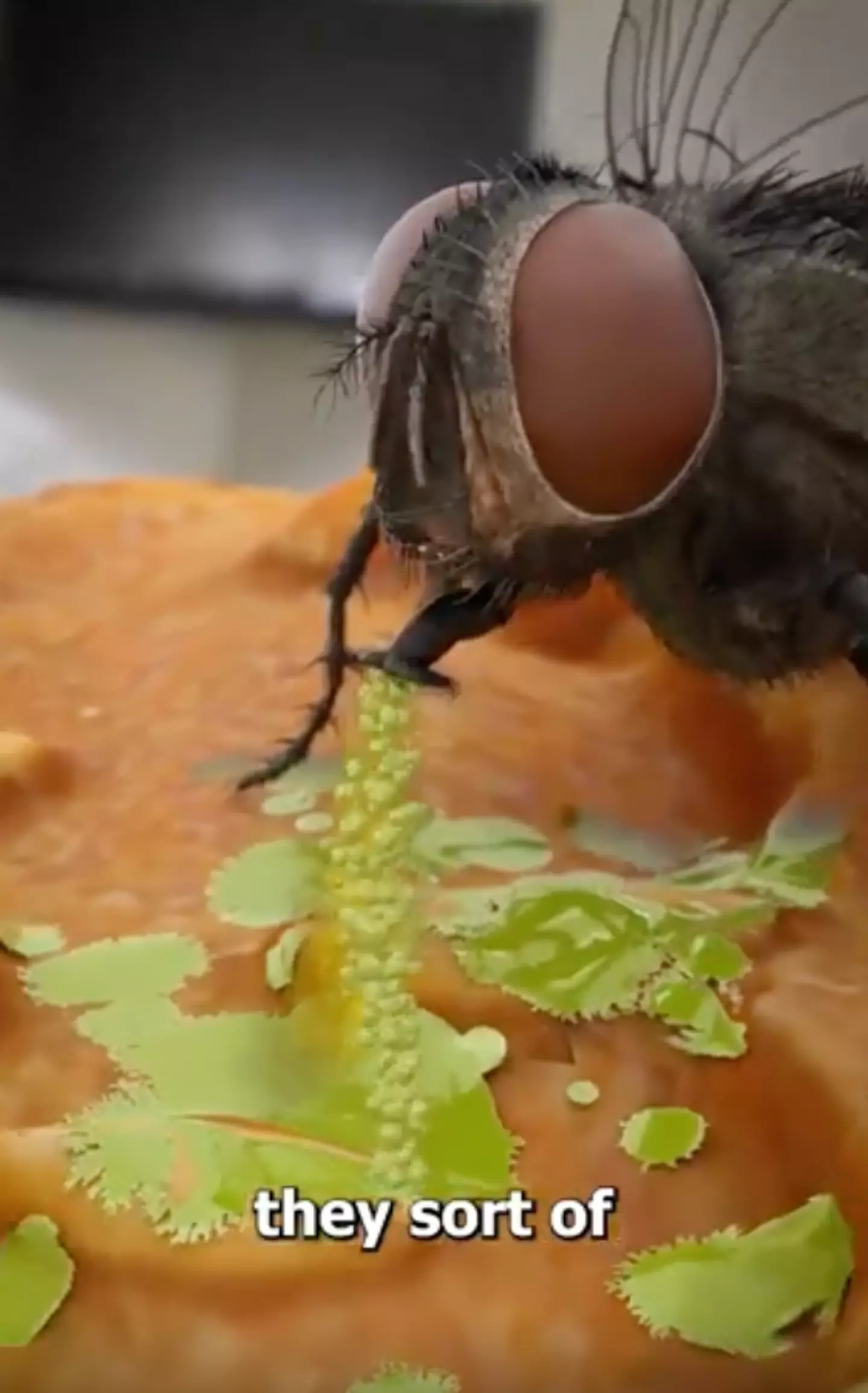 People have been left grossed out after finding out how a fly eats.
