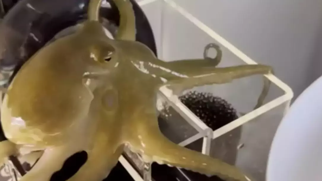 ABC News/Clifford family