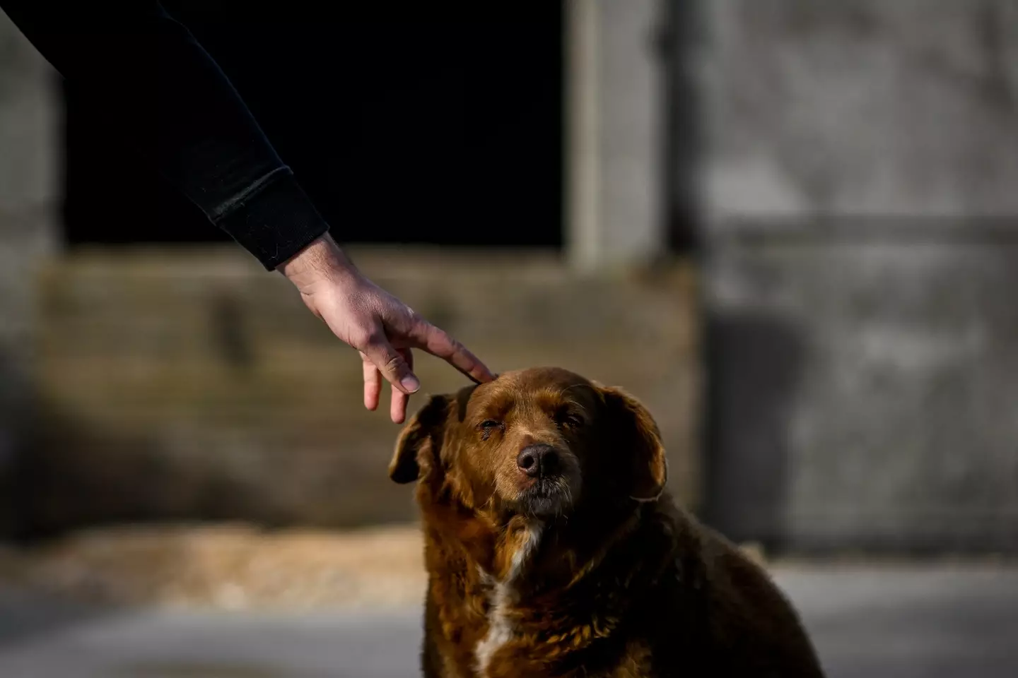 Bobi has been stripped of his 'World's oldest dog' title, pending an investigation.