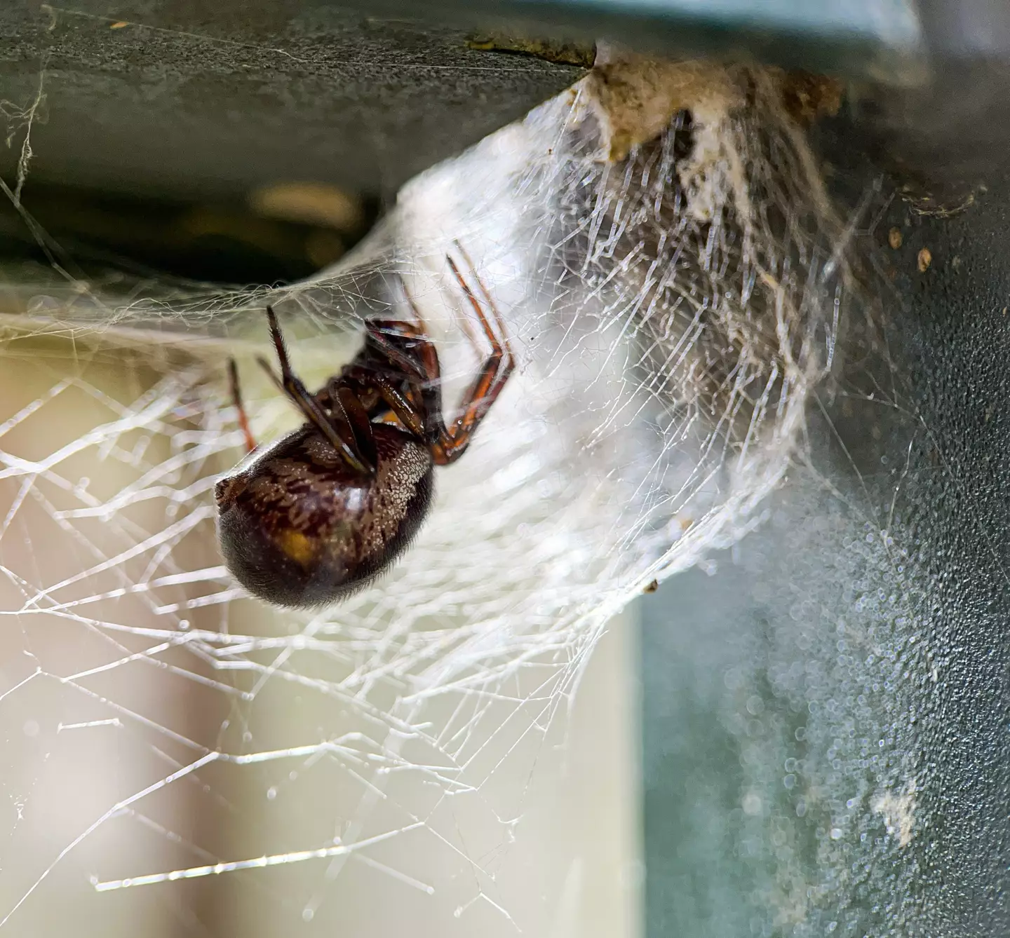 Identifying the spider first is crucial before deciding your plan of action. (Getty Stock Photo)