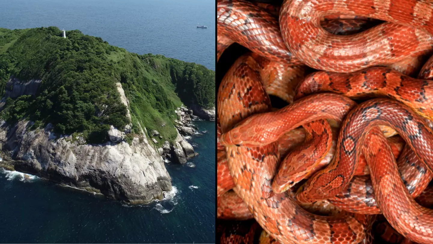 How Snake Island where no human is allowed to visit became infested with 4,000 of world’s deadliest snakes
