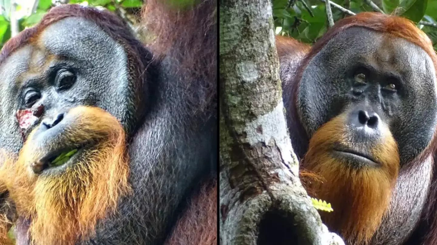 Unbelievable moment Orangutan uses wild medicine to treat his own face wound