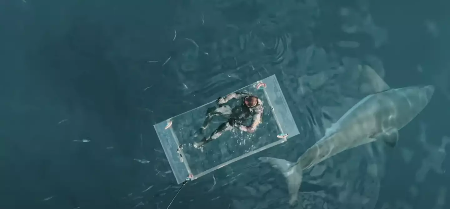 Diver Jimi Partington was very calm when the shark first approached him (Discovery Plus)