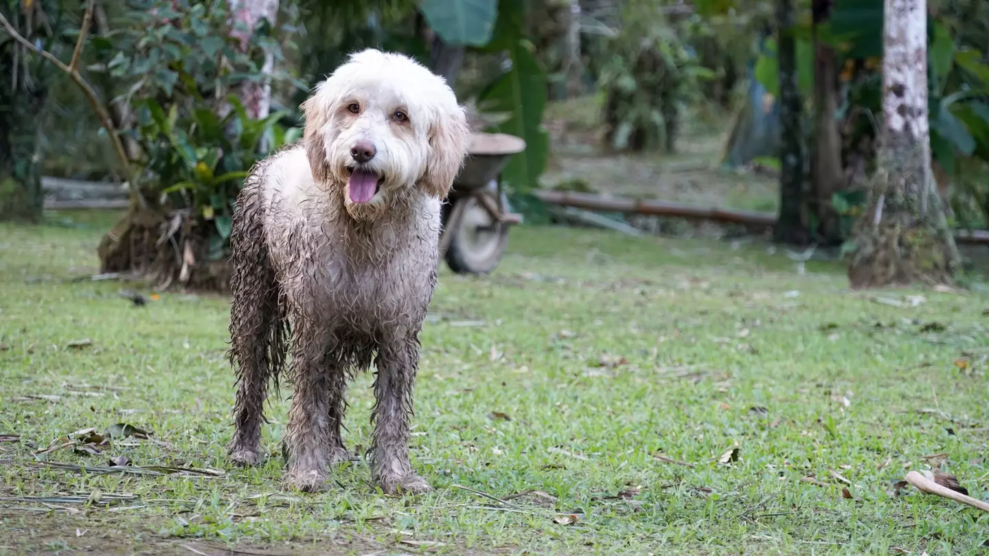 An urgent warning has been issued to UK dog walkers.