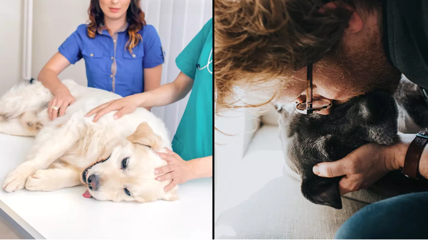 Vet issues desperate plea after dog tries to follow owner out room as it's being put to sleep