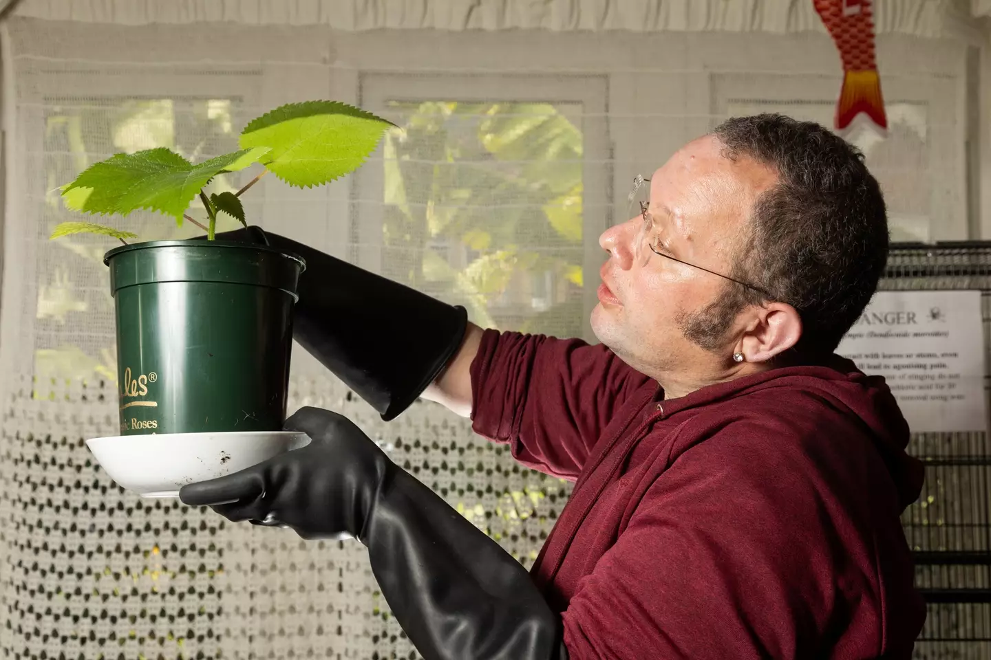 Daniel Emlyn-Jones with his gympie-gympie plant.