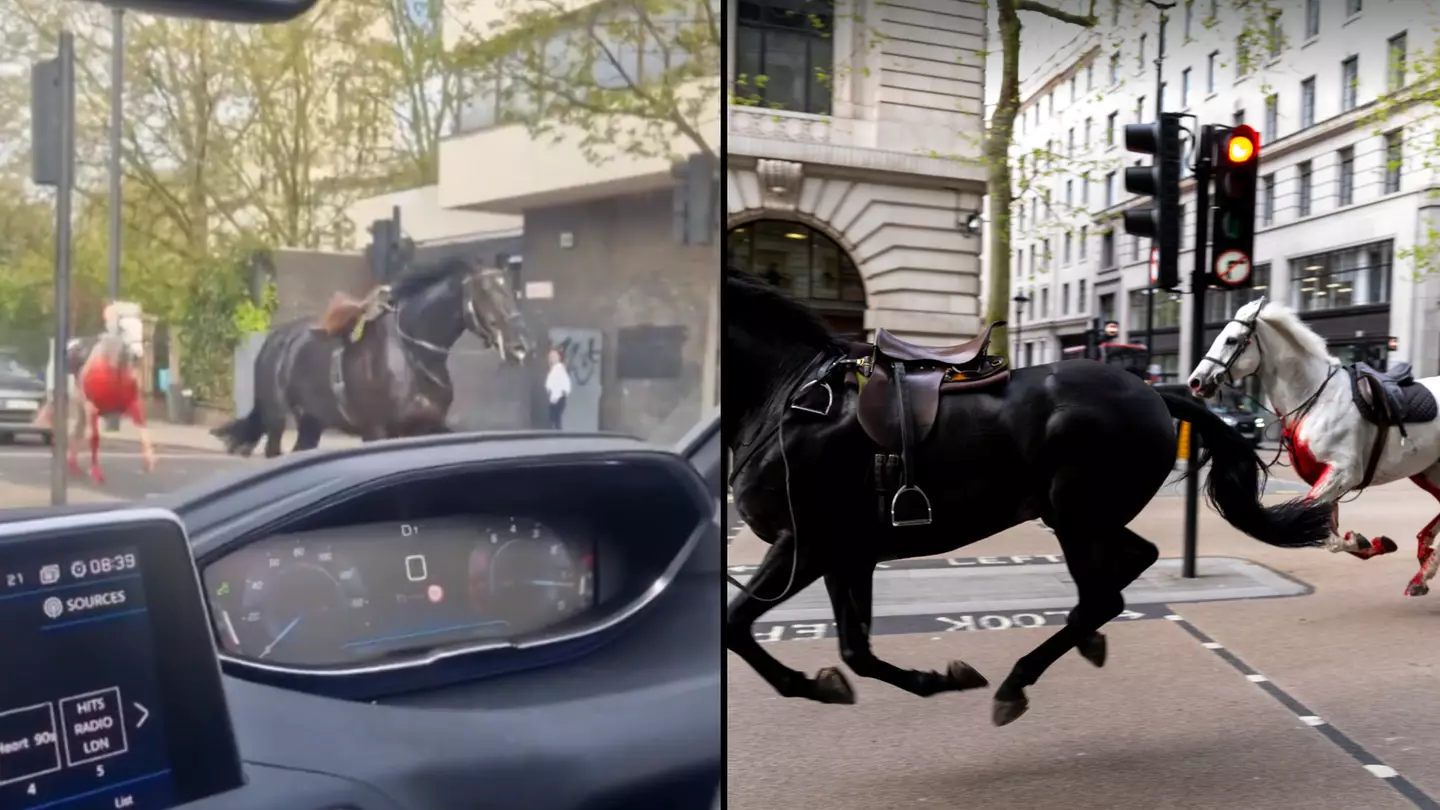 Two horses filmed running through streets of London as one is covered in blood