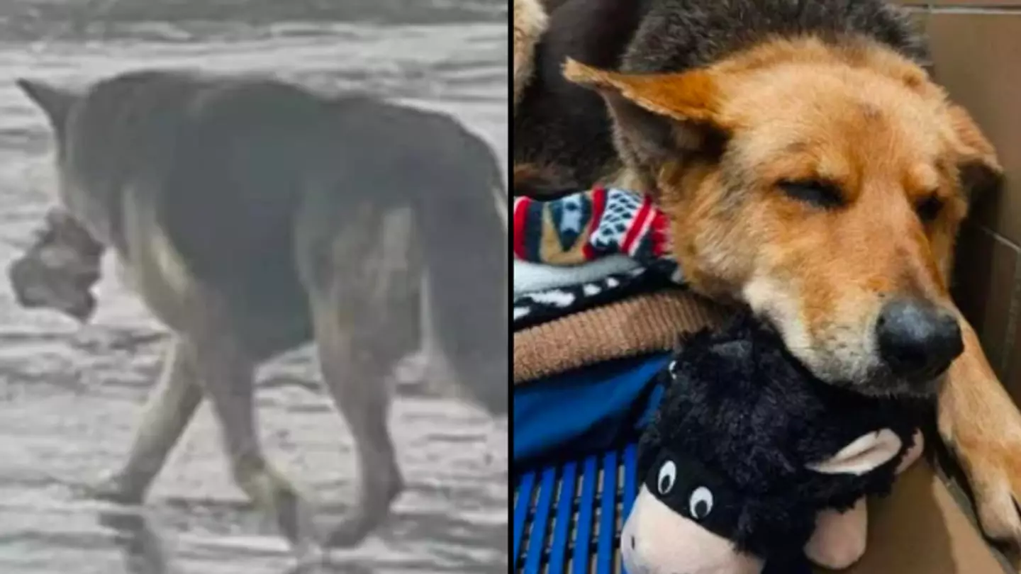 Dog seen alone in the rain with a stuffed toy in its mouth gets rescued and re-homed