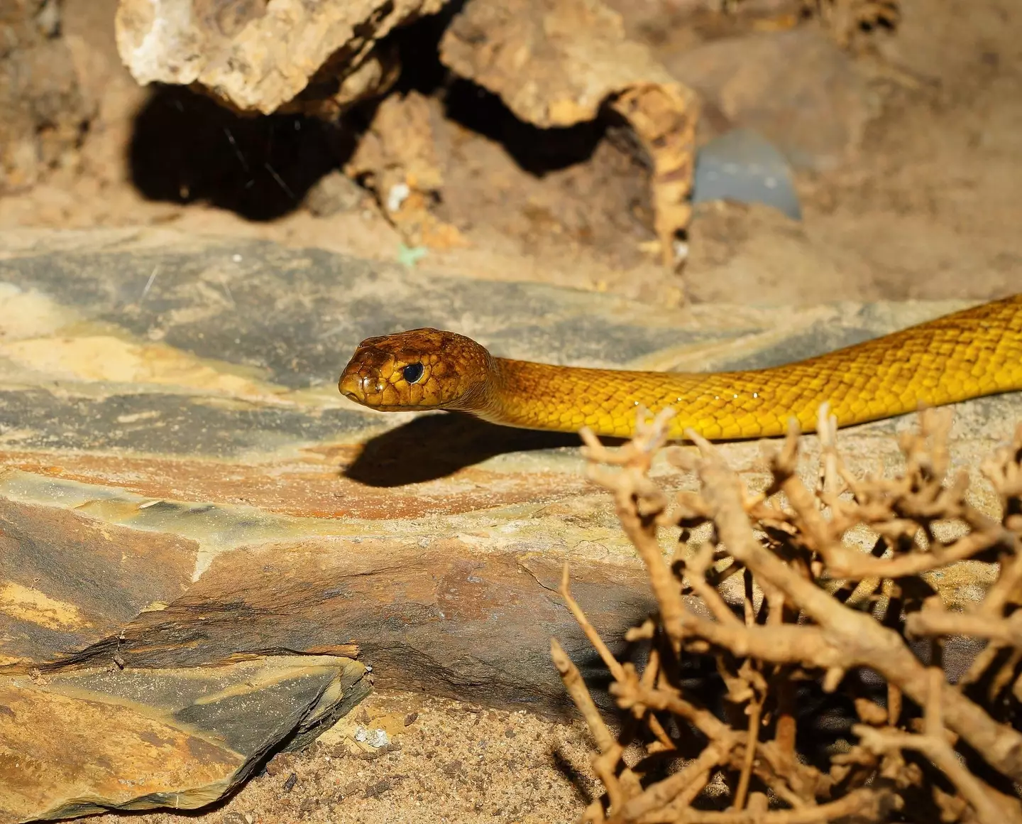 The snake handler was bitten by a Taipan snake.