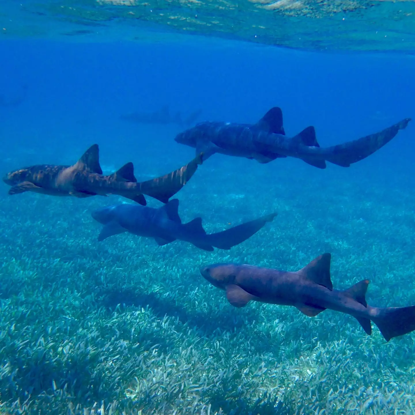 Nurse sharks are usually harmless to humans.