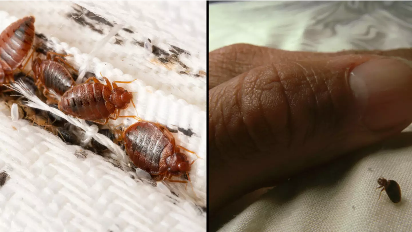 How much it will cost to get rid of bed bugs as infestation hits UK