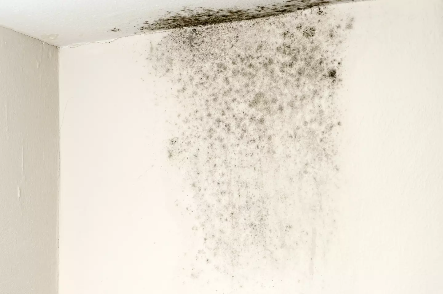 Mould on walls can bring on asthma attacks.