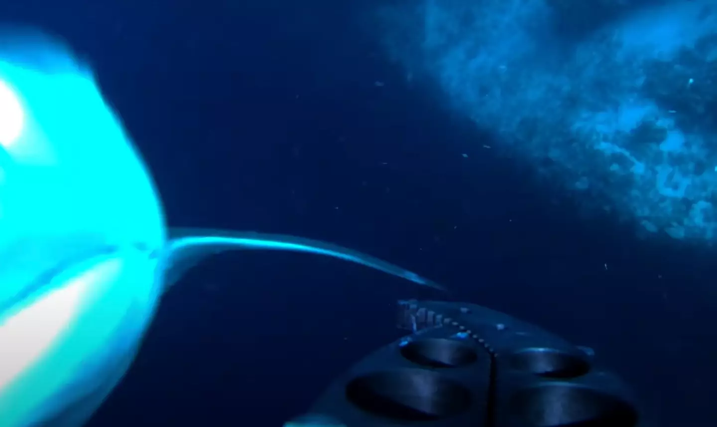 It's a bit of a jumpscare. (YouTube/Will Mitchell)