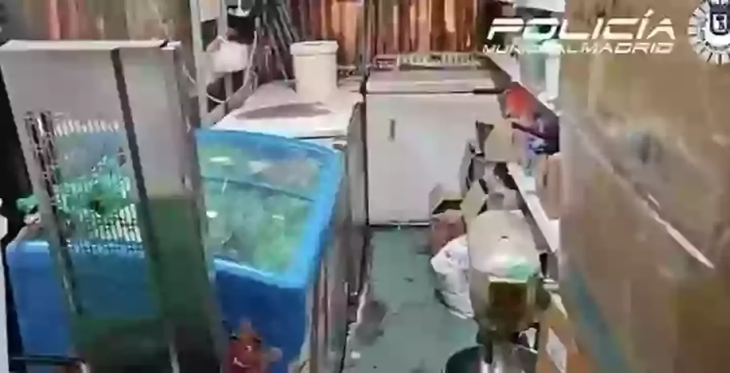 Local residents said they could smell the foul odours coming from the restaurant and knew to stay away (Policia Muncipal de Madrid)