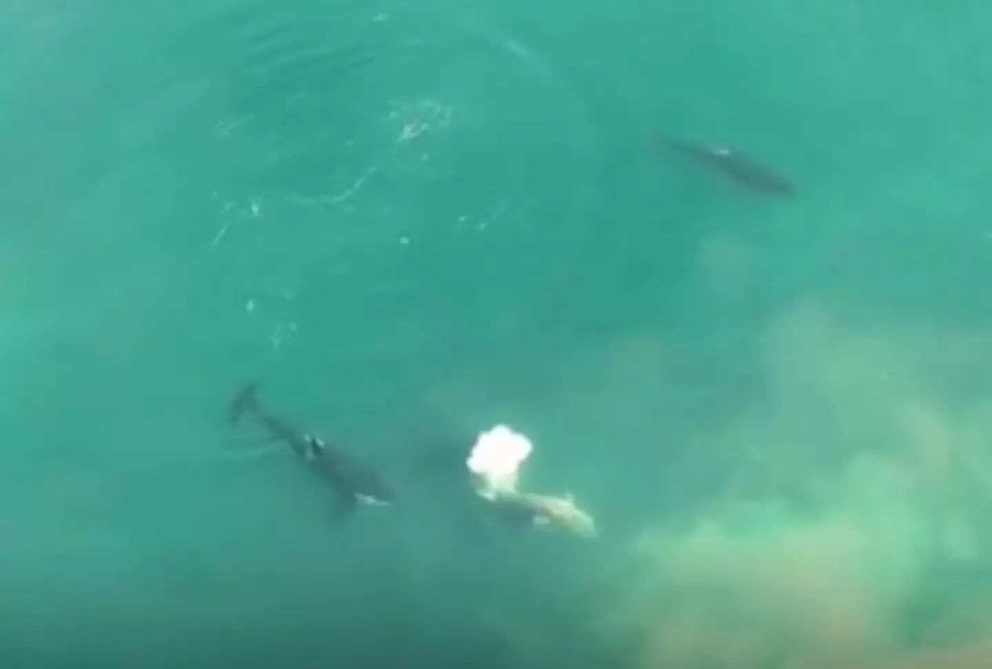 The shark is circled by three killer whales.