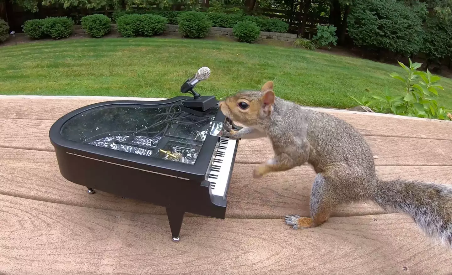 ‘Ladies and gentlemen… Mr Elton Squirrel.’