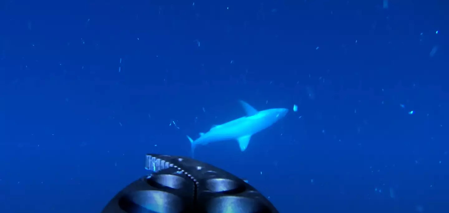 He looks friendly. Maybe we should get closer... (YouTube/Will Mitchell)