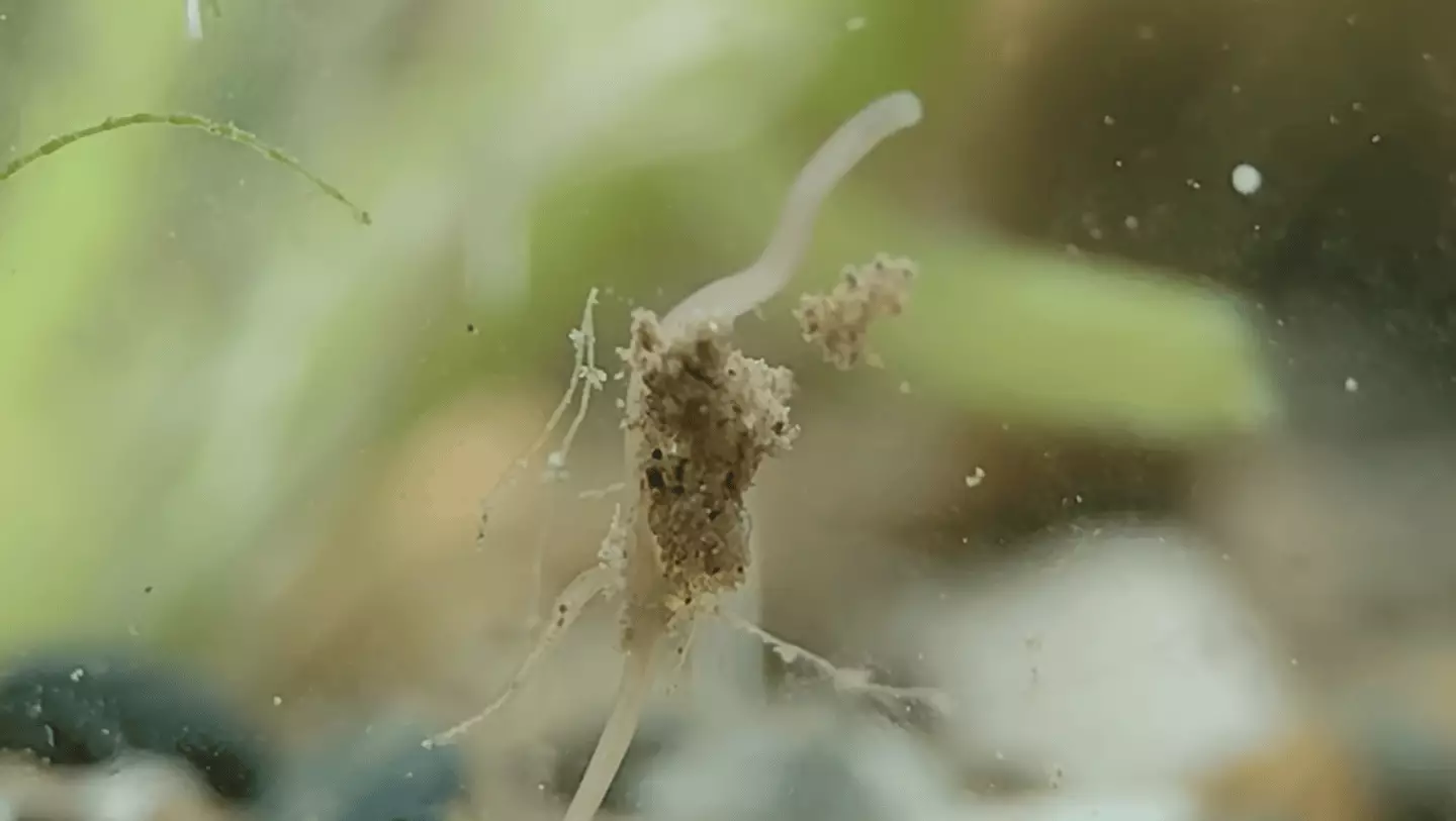 Resilient species appeared in a matter of weeks (YouTube/HabitatForge)