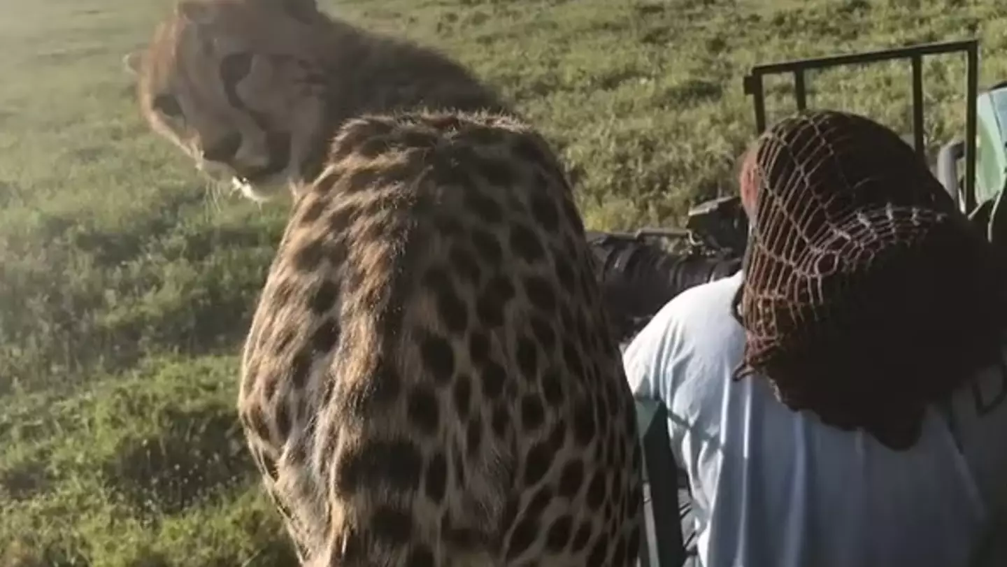 Yassin sat next to a very chilled cheetah.