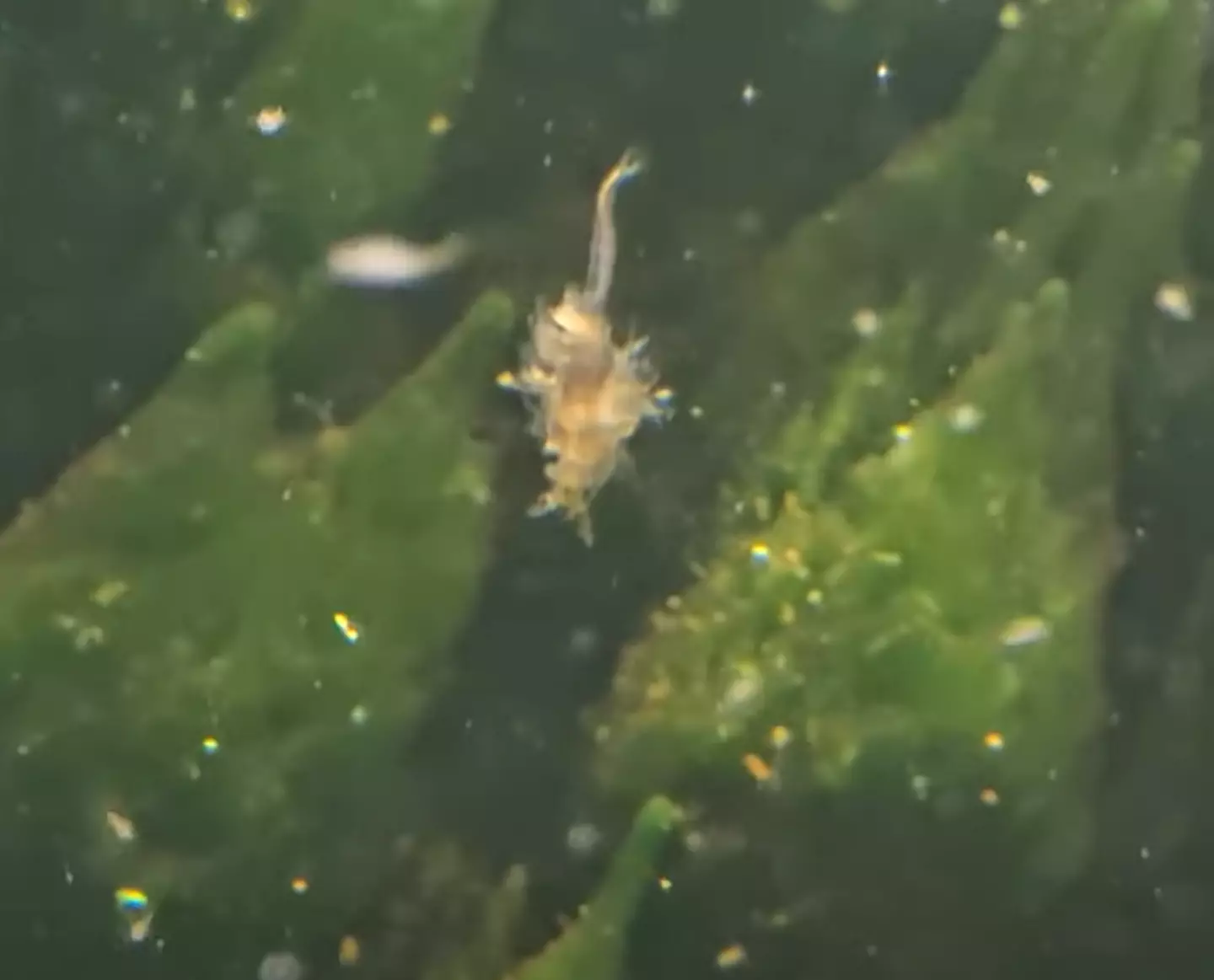 A poor dead Sea Monkey. (YouTube/ Sea-Monkey Dude)