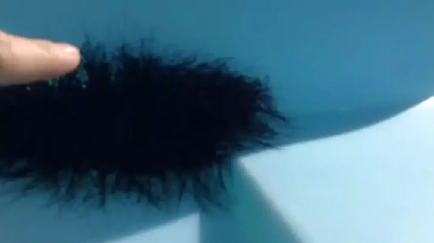 Man horrified after touching 'ball of fluff' to see what happens