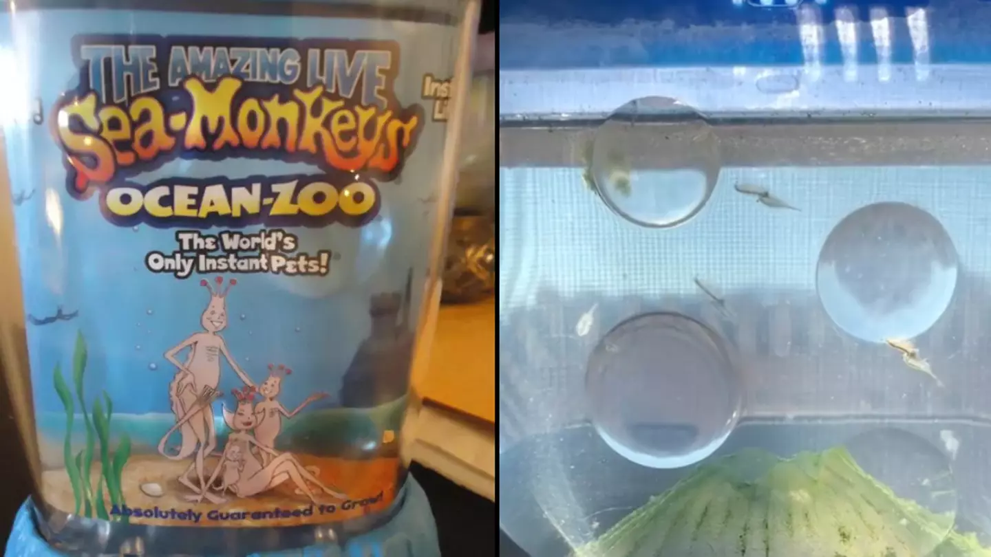 Official Sea Monkeys page shows extraordinary thing which happens if animals turn six months old