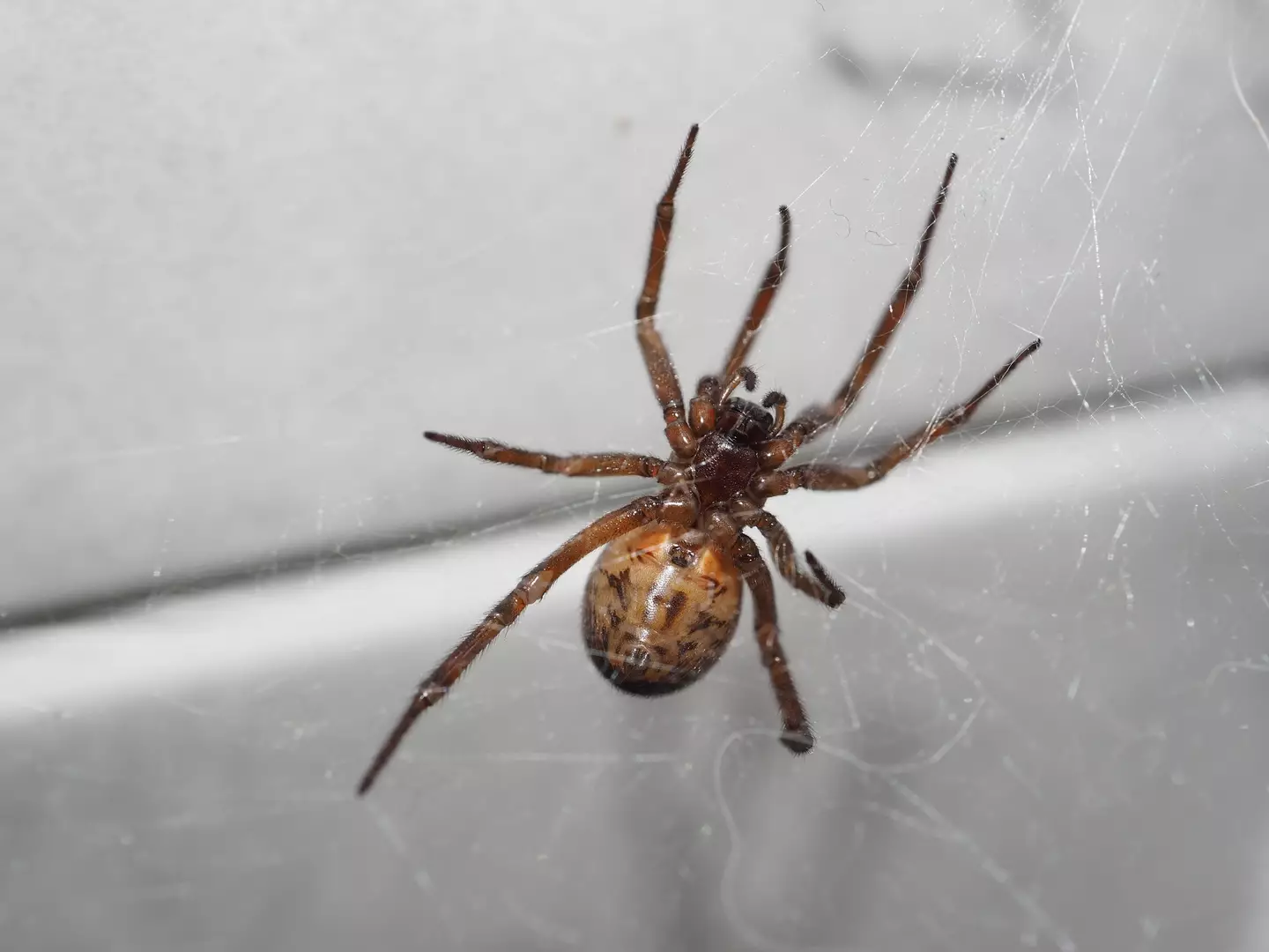 Look away now if you're scared of spiders (Getty/Roy Gilham)