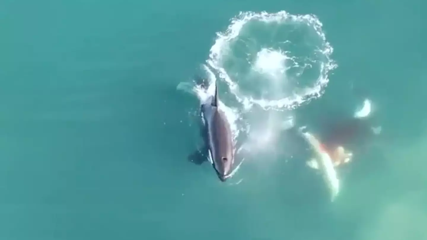 Terrifying aerial footage shows killer whales hunting and killing great white shark