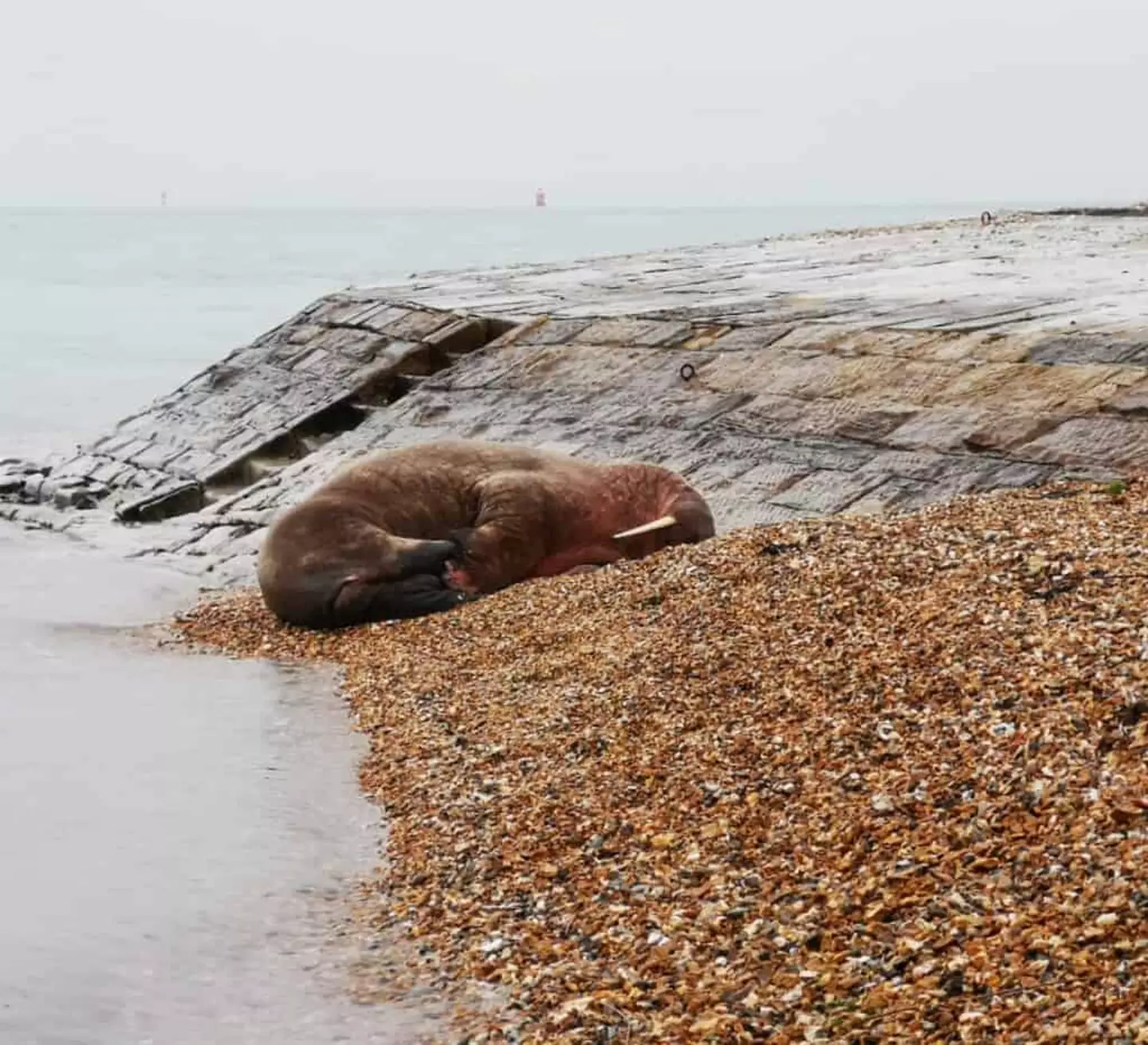Thor has been spotted in the Netherlands and France over recent weeks.