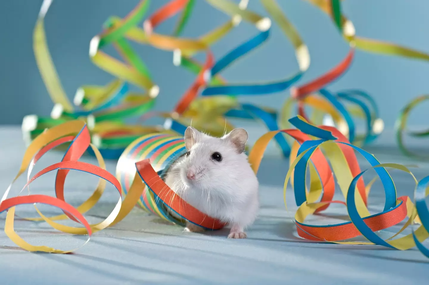 A hamster in happier times, at a birthday party.