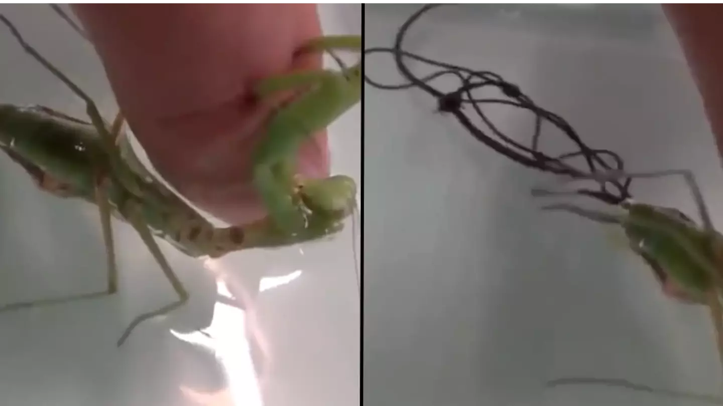 Parasite crawling out of praying mantis is being called ‘The Last Of Us in real life’