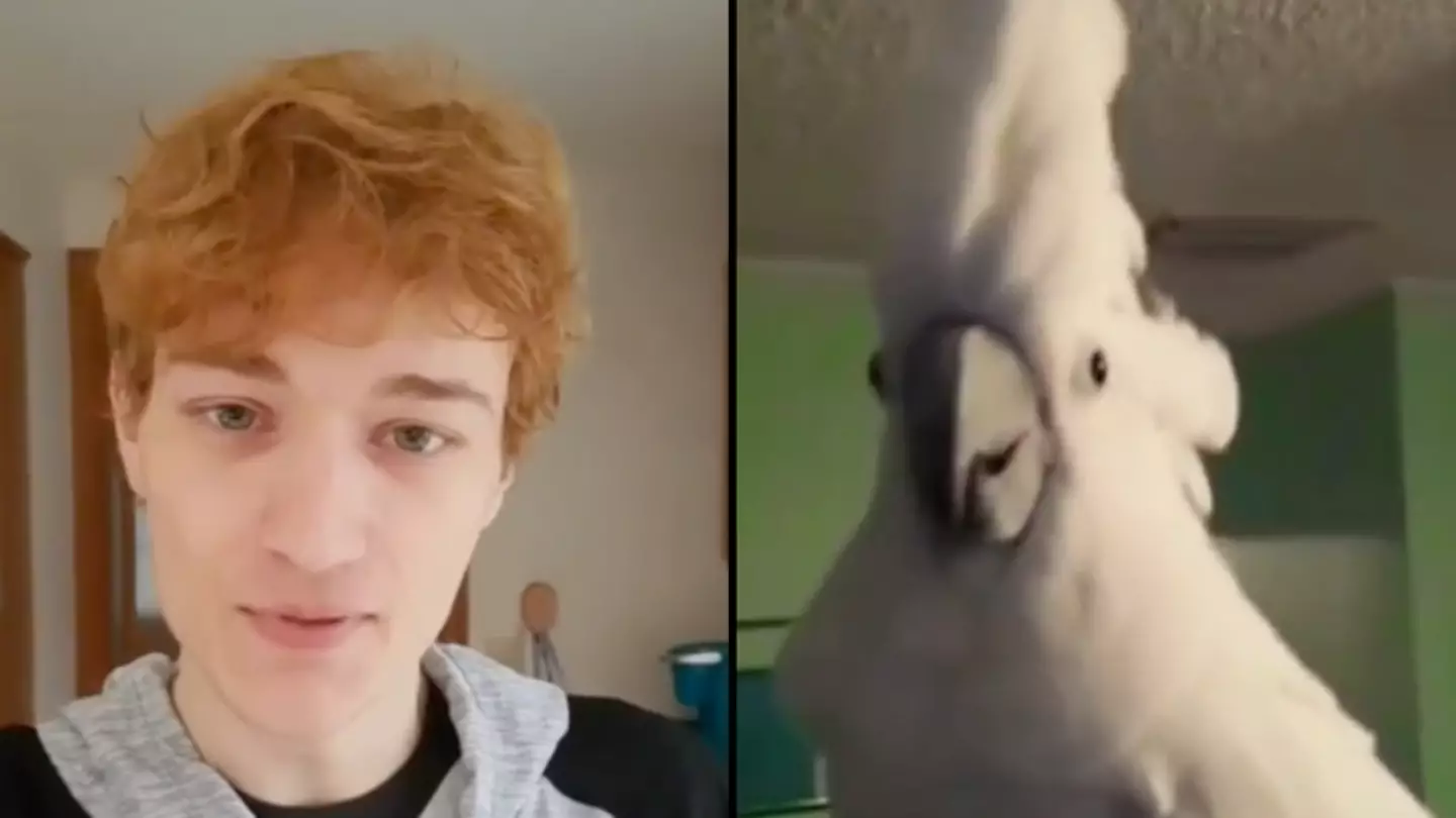 Man Regrets Buying Second-Hand Cockatoo That Sings One Specific Death Metal Song