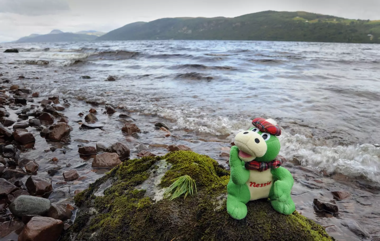 A very clear sighting of Nessie here.