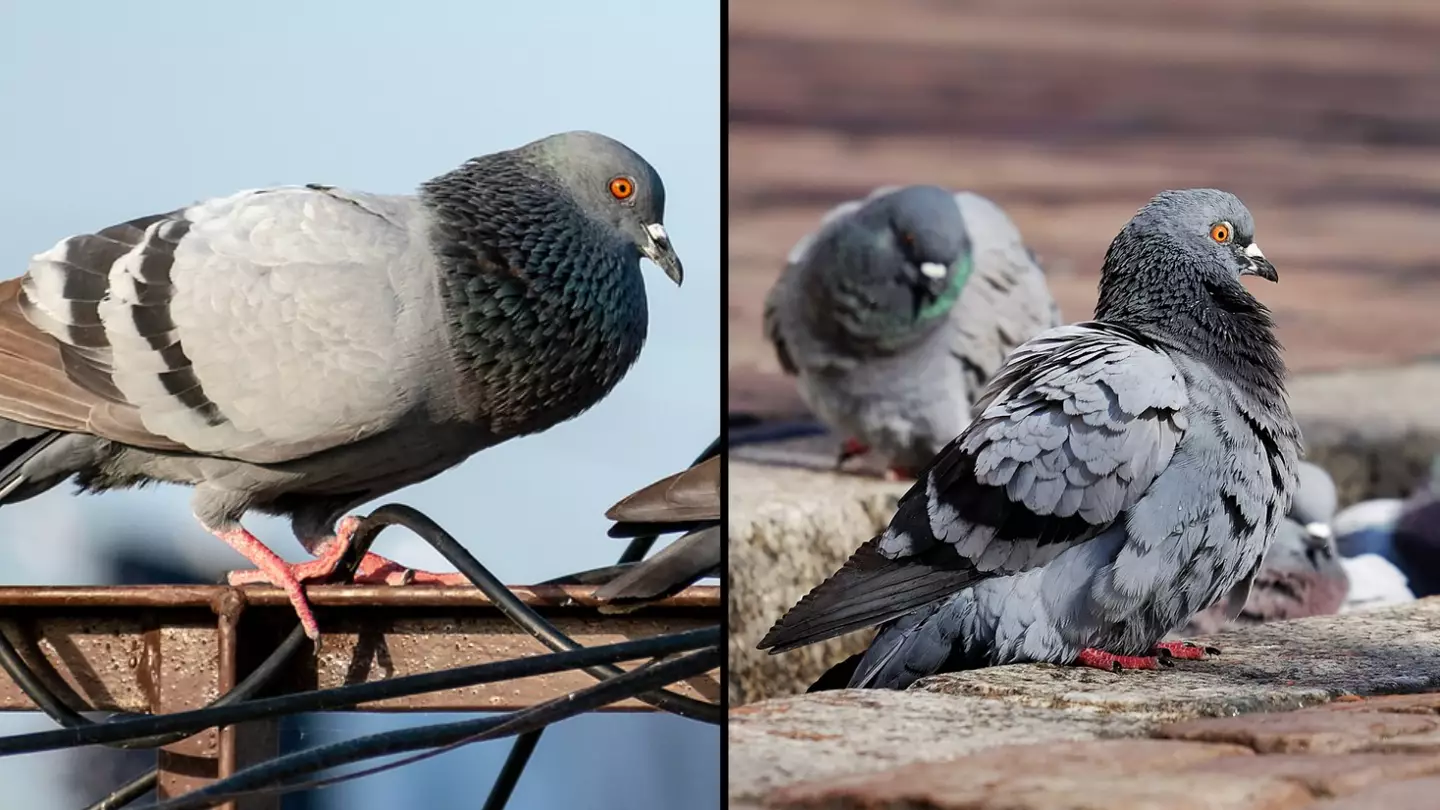 Expert solves mystery of why we never seem to see baby pigeons