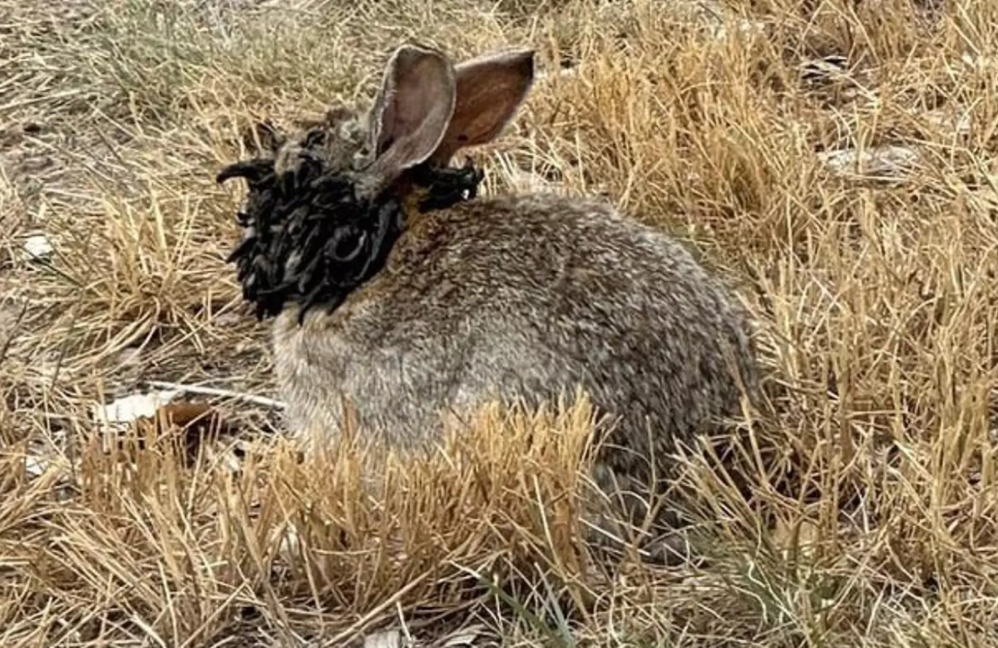 People have been left horrified over the sight of the infected rabbits in Colorado (Reddit)