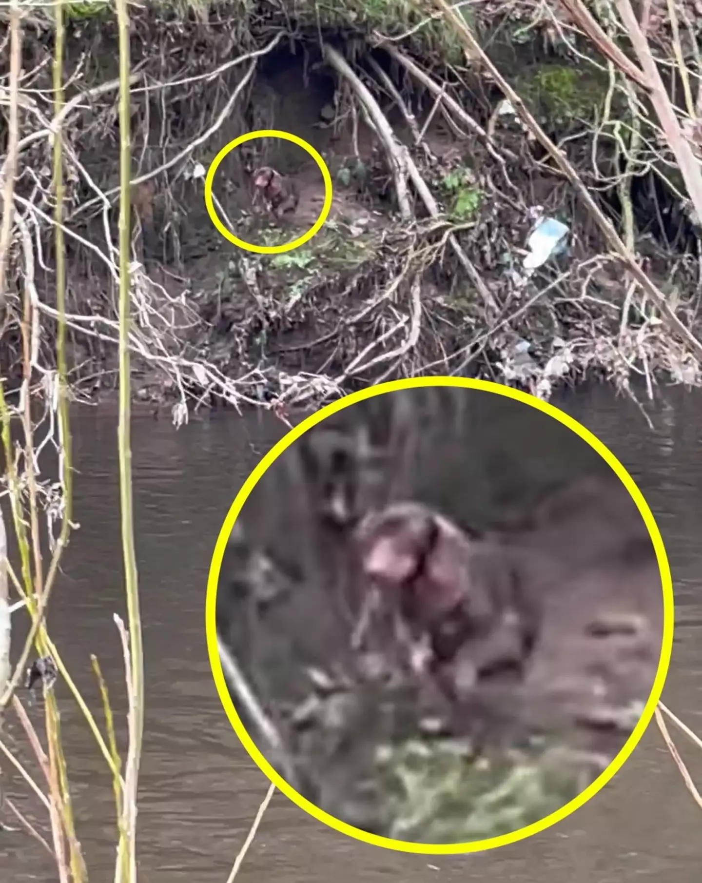 Dachshund Violet disappeared in Reddish Vale Country Park, Greater Manchester on Friday (27 January).