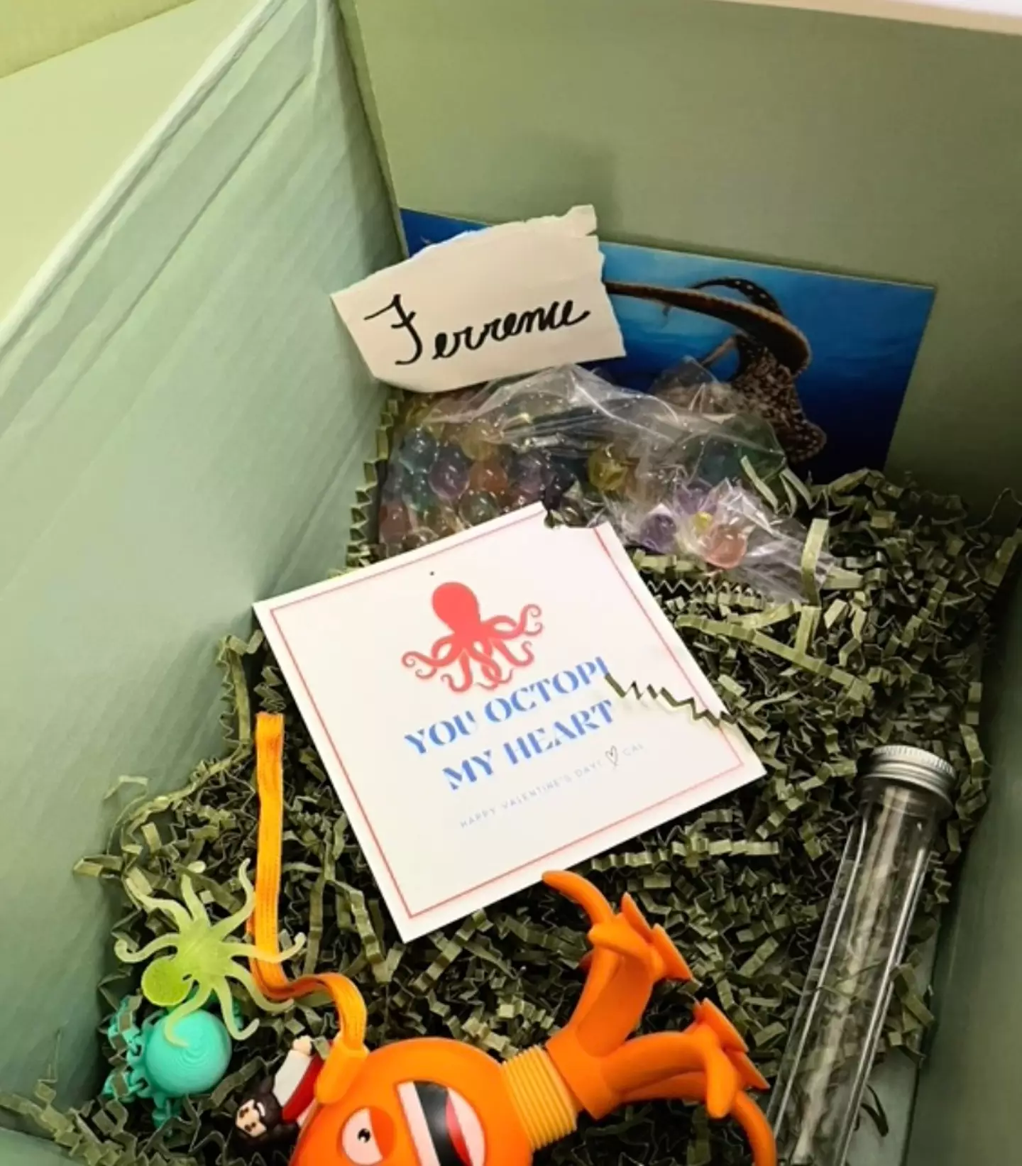 The family sadly had to say goodbye to their pet in April (TikTok/@doctoktopus)