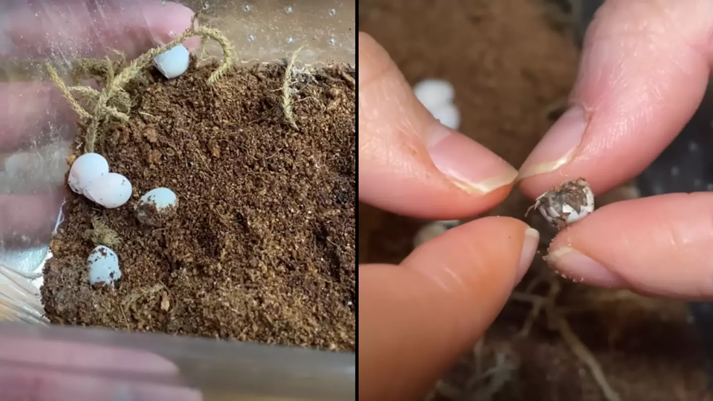Man buys mystery reptile egg to hatch and see what's inside