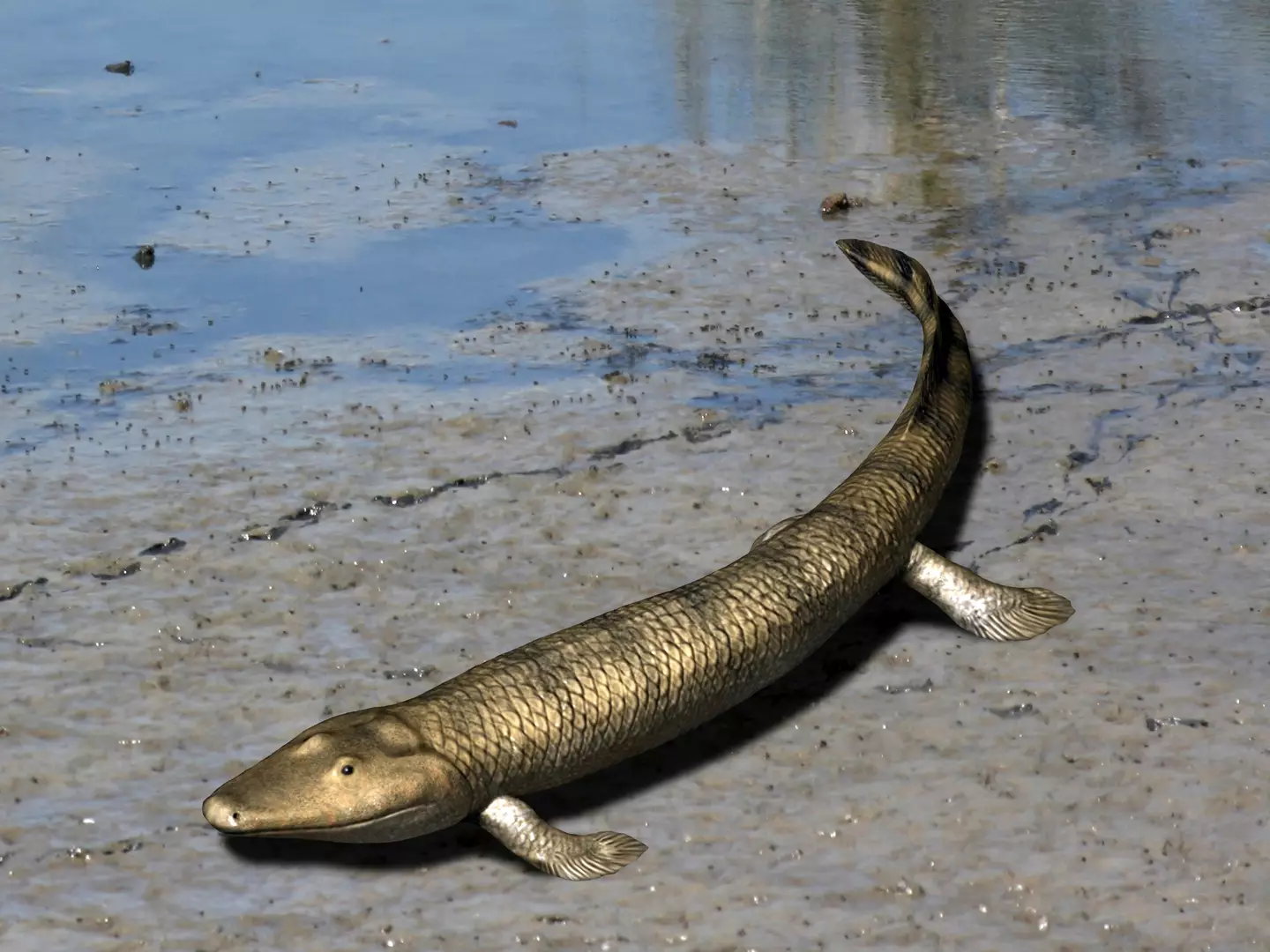 Hiccups could be an evolutionary hangover from fish crawling out onto land.