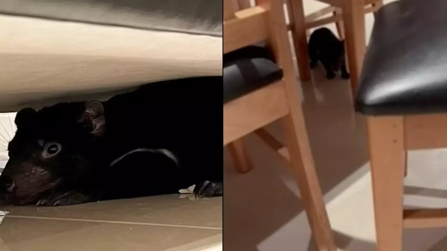 Tasmanian devil found under couch after being mistaken for dog toy