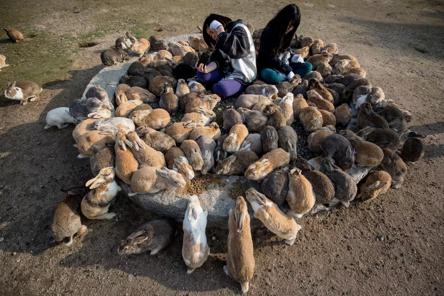 Ōkunoshima is now better known as Rabbit Island due to its furry inhabitants.