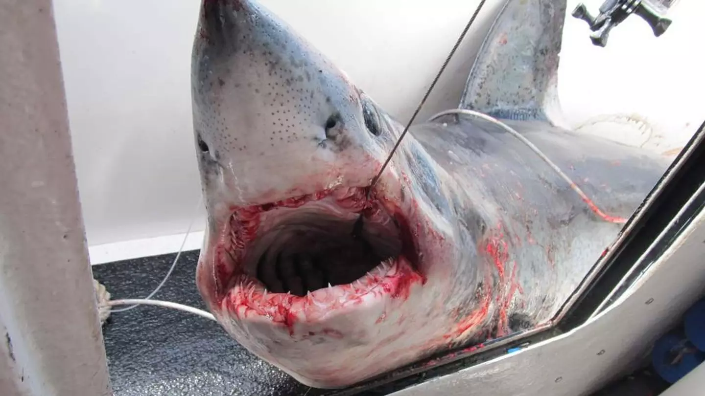 The shark was caught off the isle of Islay before being let back into the water (